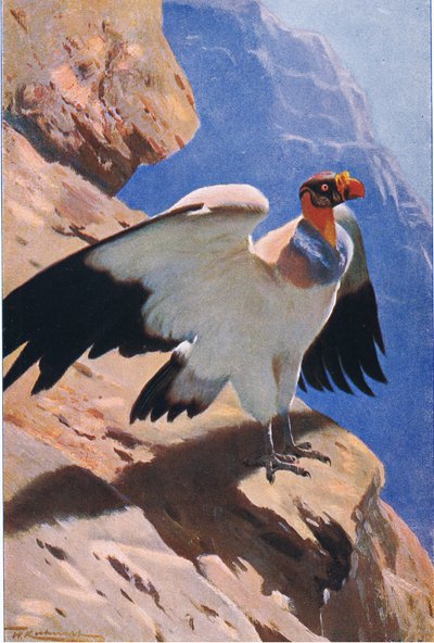 Kuningaskotka, Frederick Warne & Co:n julkaisemasta Wildlife of the World -teoksesta, noin 1900. tekijältä Wilhelm Kuhnert