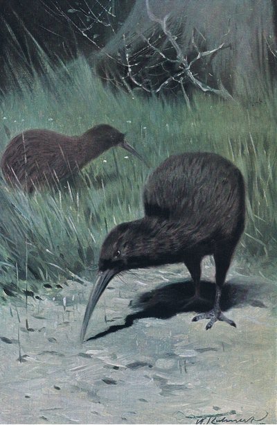 Kiivi, kuvitus artikkelista Wildlife of the World, n. 1910 tekijältä Wilhelm Kuhnert