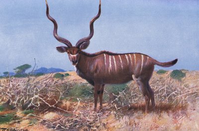 Kudu, kuvitus teoksesta Wildlife of the World, n. 1910 tekijältä Wilhelm Kuhnert