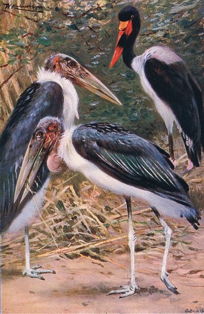 Marabou ja Jabiru, kuvitus teoksesta Maailman eläimistö, n. 1910. tekijältä Wilhelm Kuhnert