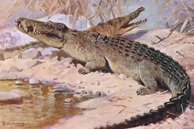 Niilin krokotiili, kuvitus aiheesta Wildlife of the World, n. 1910 tekijältä Wilhelm Kuhnert