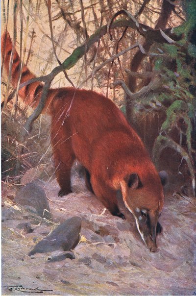 Punakoira, Frederick Warne & Co:n julkaisemasta Wildlife of the World -teoksesta, noin 1900. tekijältä Wilhelm Kuhnert