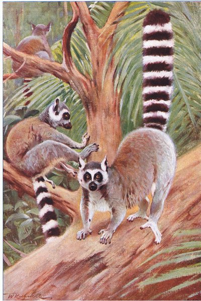 Ring Tailed Lemur, kuvitus elokuvasta Wildlife of the World, n. 1910 tekijältä Wilhelm Kuhnert