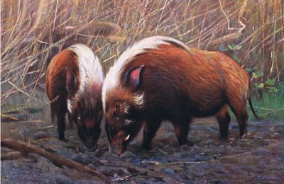 Hog-joki, kuvitus teoksesta Wildlife of the World, n. 1910 tekijältä Wilhelm Kuhnert