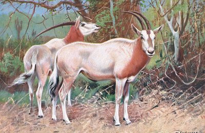 Sable-antilooppi, kuvitus teoksesta Wildlife of the World, n. 1910. tekijältä Wilhelm Kuhnert