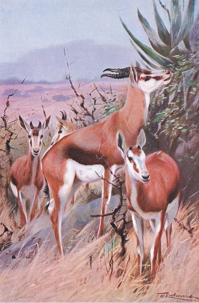 Springbok, kuvitus teoksesta Wildlife of the World, n. 1910 tekijältä Wilhelm Kuhnert