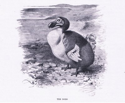 Dodo, kuvitus teoksesta Maailman eläimistö, n. 1910. tekijältä Wilhelm Kuhnert