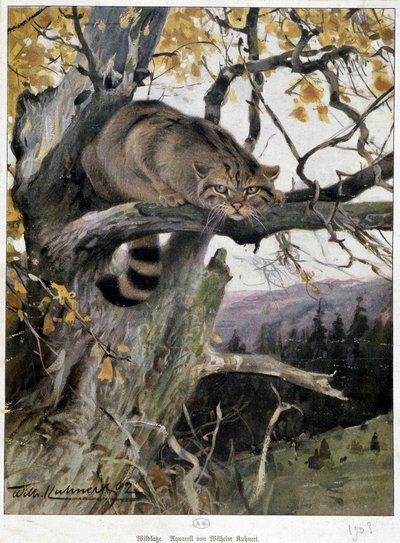 Villikissa - akvarelli Wilhem Ruhnert tekijältä Wilhelm Kuhnert