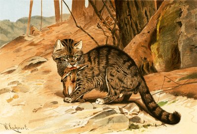 Villi kissa tekijältä Wilhelm Kuhnert