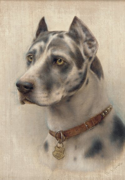 Dobermanin pää (öljy kankaalle) tekijältä Wilhelm Schwar