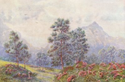 Hopeapuut ja villigeraniumit (värilitro) tekijältä Wilhelm Westhofen