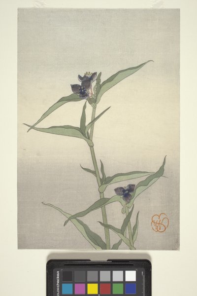 Flower Study, n. 1908 (värillinen puupainatus) tekijältä Wilhelmina Seegmiller