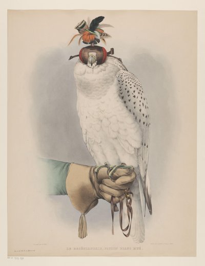 Valkoinen Grönlannin haukka Le groënlandais, faucon blanc mué (otsikko esineessä) tekijältä Willem Bastiaan van Wouw (possibly)