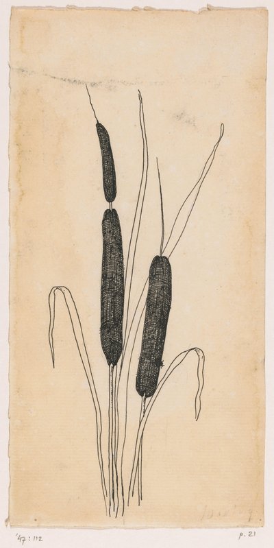 Cattails tekijältä Willem Wenckebach