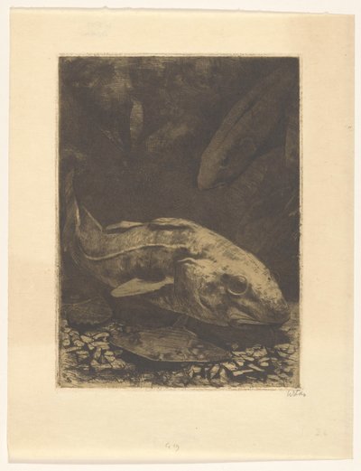 Kalat ja vesikasvit tekijältä Willem Witsen (signed by artist)