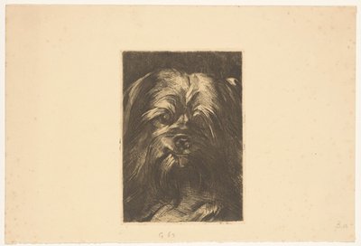 Koira Phoebus tekijältä Willem Arnoldus Witsen