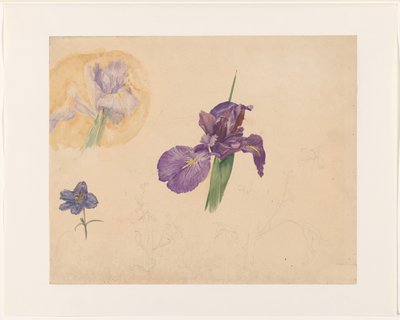 Iris- ja larkspur-tutkimukset tekijältä Willem van Konijnenburg