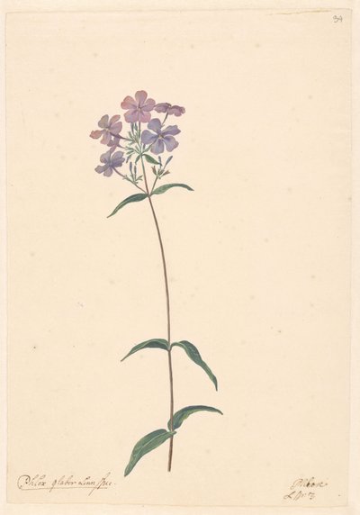 Floksin oksa tekijältä Willem van Leen (attributed to)