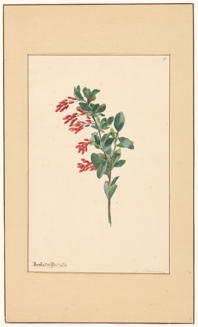 Haponmarjan oksa tekijältä Willem van Leen (attributed to)