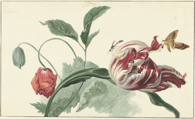 Tulppaani ja unikko tekijältä Willem van Leen (attributed to)