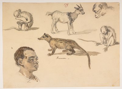 f.65 179 Miehen pää, pesukarhu, vuohi ja apinat, albumista, jossa on 372 piirustusta maisemista, rannikoista, pukuista ja arjesta Lord Macartneyn Kiinan keisarin suurlähetystön aikana vuosina 1792–1794 (kynä ja akvarelli paperille) tekijältä William Alexander