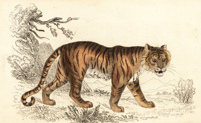 Bengalitiikeri, Panthera tigris tigris., 1834 (kaiverrus) tekijältä William Alexander Forbes
