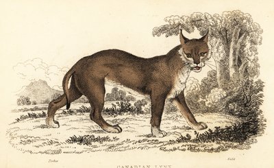 Kanadan ilves, Lynx canadensis., 1834 (kaiverrus) tekijältä William Alexander Forbes