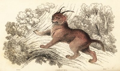 Caracal, Caracal Caracal., 1834 (kaiverrus) tekijältä William Alexander Forbes