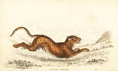 Cheetah, Acinonyx jubatus.,1834 (kaiverrus) tekijältä William Alexander Forbes
