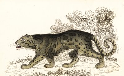 Pilvinen leopardi, Neofelis nebulosa., 1834 (kaiverrus) tekijältä William Alexander Forbes