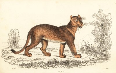 Cougar, Puma concolor., 1834 (kaiverrus) tekijältä William Alexander Forbes