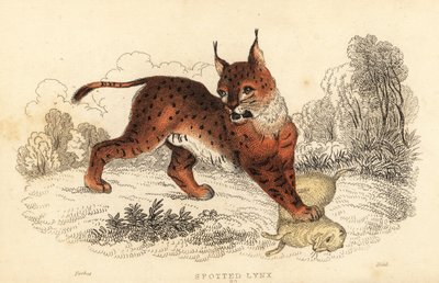 Euraasianilves, Lynx lynx., 1834 (kaiverrus) tekijältä William Alexander Forbes