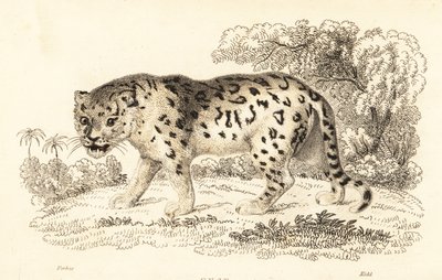 Jaguar, Panthera onca., 1834 (kaiverrus) tekijältä William Alexander Forbes