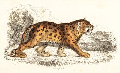 Jaguar, Panthera onca., 1834 (kaiverrus) tekijältä William Alexander Forbes