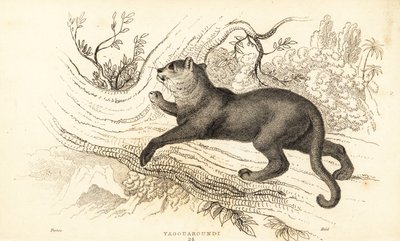 Jaguarandi, puma kunnioittaa., 1834 (Ngaraving) tekijältä William Alexander Forbes