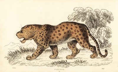 Leopardi, Panthera pardus, haavoittuva., 1834 (kaiverrus) tekijältä William Alexander Forbes