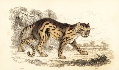 Margay, Leopard oppi. ,1834 (kaiverrus) tekijältä William Alexander Forbes