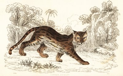Margay, Leopardus wiedii catenata. , 1834 (kaiverrus) tekijältä William Alexander Forbes