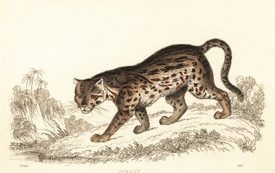 Ocelot, Leopardus pardalis., 1834 (kaiverrus) tekijältä William Alexander Forbes