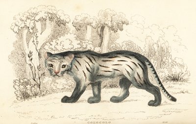 Pampas-kissa tai pantanal, Leopardus colocola. ,1834 (kaiverrus) tekijältä William Alexander Forbes