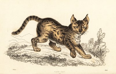 Serval, Leptailurus serval.,1834 (kaiverrus) tekijältä William Alexander Forbes