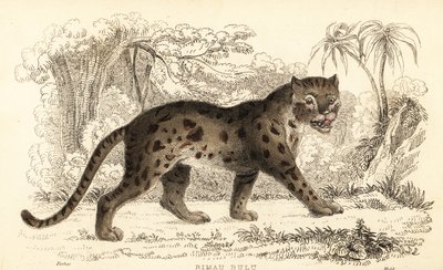 Sunda leopardikissa, Prionailurus bengalensis subsp. sumatranus. ,1834 (kaiverrus) tekijältä William Alexander Forbes