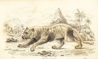 Valkoinen tiikeri, Panthera tigris tigris. Uhanalainen. ,1834 (kaiverrus) tekijältä William Alexander Forbes