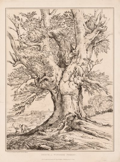 Pyökki Windsorin metsässä, 1805. tekijältä William Alfred Delamotte