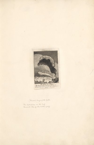 Sukupuolille- Paratiisin portit, Plate 1, Title Page tekijältä William Blake