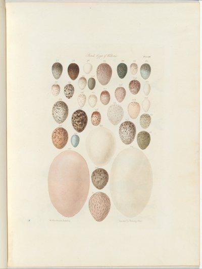 Victorian linnunmunat. William Blandowskin julkaisematon folio Australia Terra Cognita. 1855-56 tekijältä William Blandowski