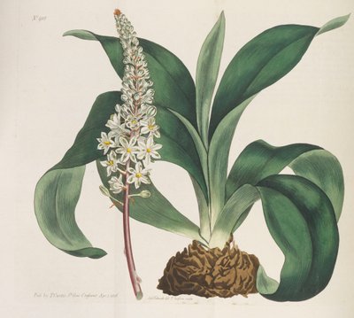 Kasvitieteellinen lehti, 1787-1833. tekijältä William Curtis