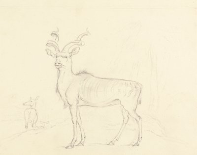 Koodoo tekijältä William Daniell