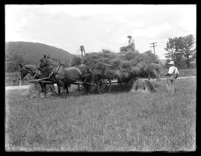 Kaksi miestä lastaamassa vehnälyhteitä hevoskärryihin, luultavasti McCready Farm, Crawford County, Pennsylvania, n. 1913 tekijältä William Davis Hassler