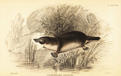 Platypus, Ornithorhynchus anatinus., 1841 (kaiverrus) tekijältä William Dickes